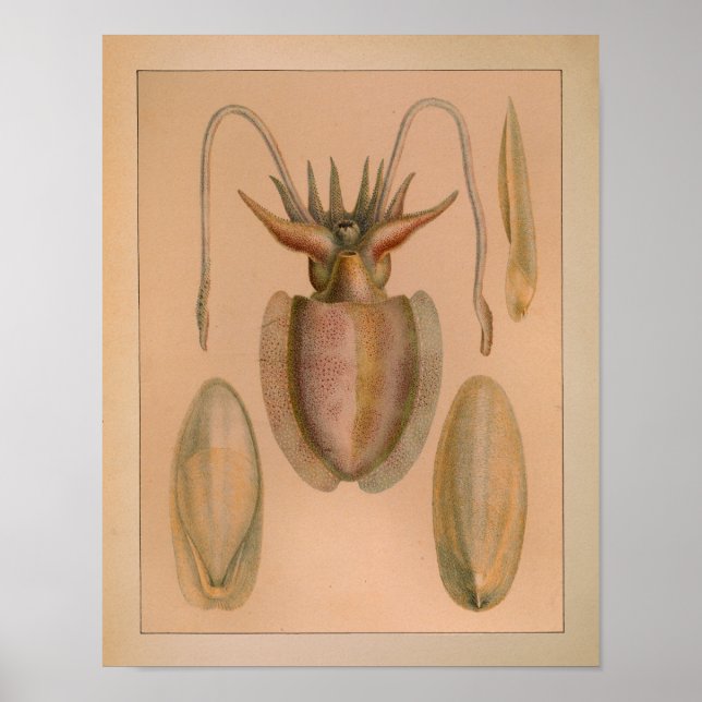 1851 Vintage Colour Common Cuttlefish Print (Front)