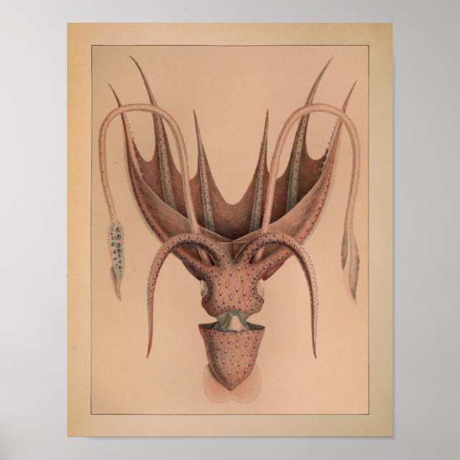 1851 Vintage Colour Octopus Print (Front)