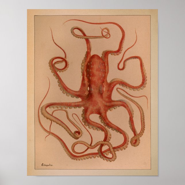 1851 Vintage Colour Octopus Print (Front)