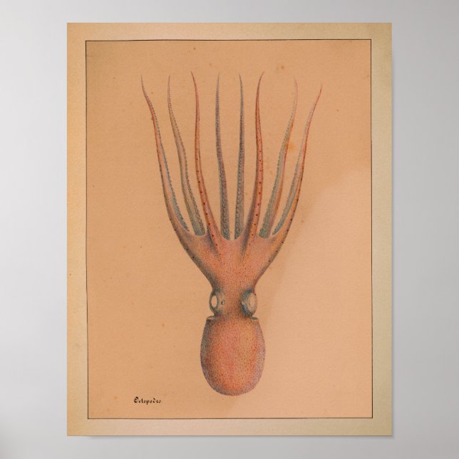 1851 Vintage Colour Octopus Print (Front)