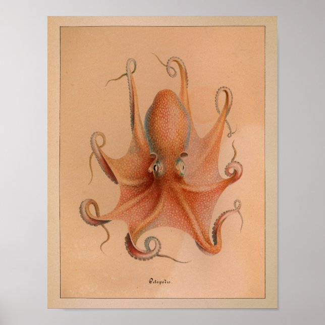 1851 Vintage Colour Octopus Print (Front)