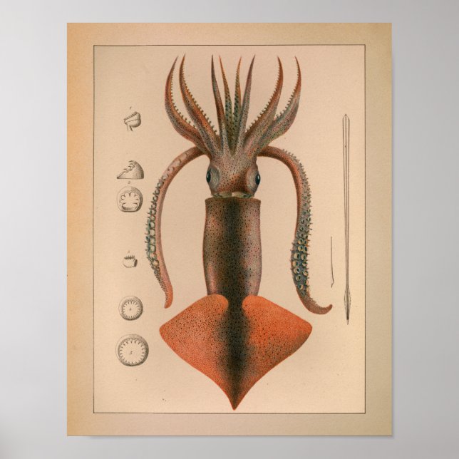1851 Vintage Colour Squid Print (Front)