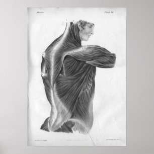 1854 Vintage Anatomy Back Muscles B/W Print