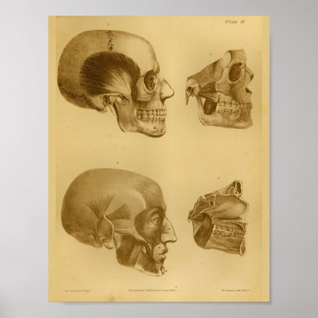 1854 Vintage Human Skull Jaw Anatomy Print (Front)