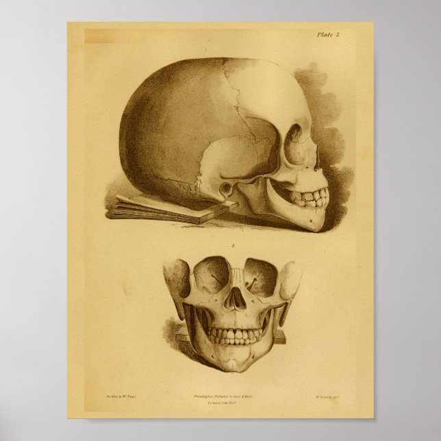 1854 Vintage Human Skull Jaw Anatomy Print (Front)