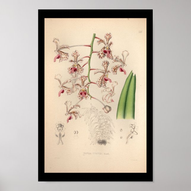 1860 Vintage Orchid Flower Print (Front)