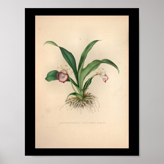 1860 Vintage Orchid Flower Print (Front)