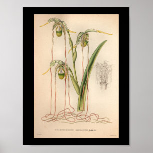 1860 Vintage Orchid Flower Print Pink