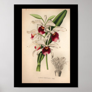 1860 Vintage Orchid Flower Print Purple