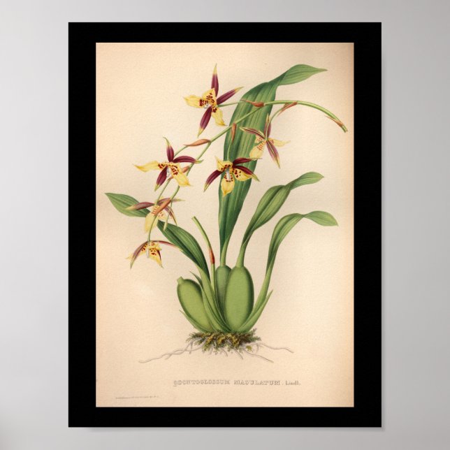 1860 Vintage Orchid Flower Print Purple (Front)