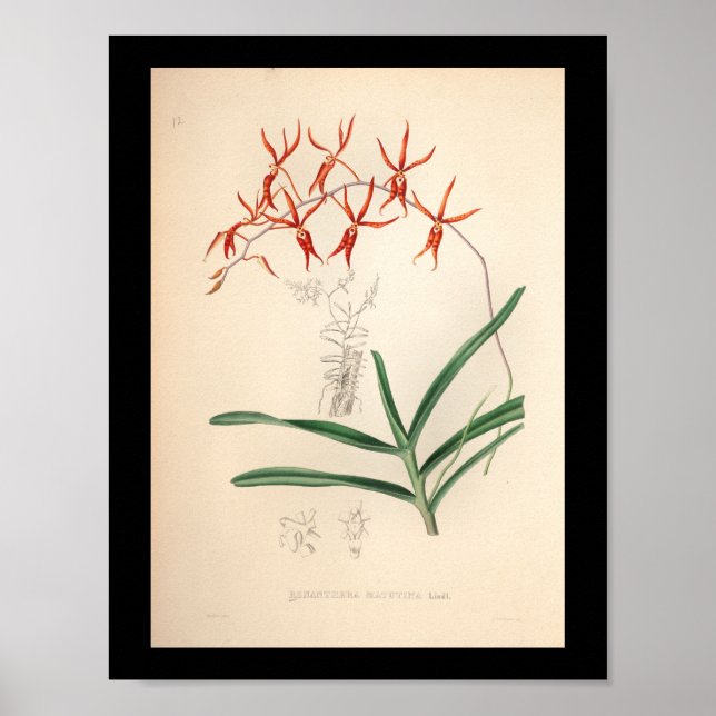 1860 Vintage Orchid Flower Print Red (Front)