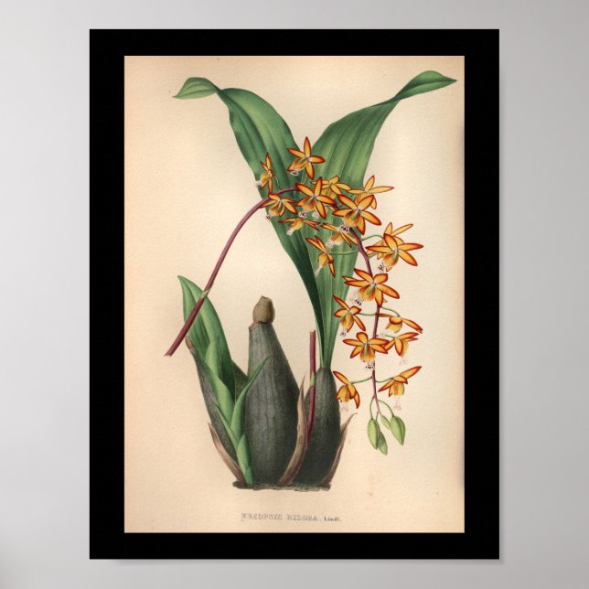 1860 Vintage Orchid Flower Print Red (Front)