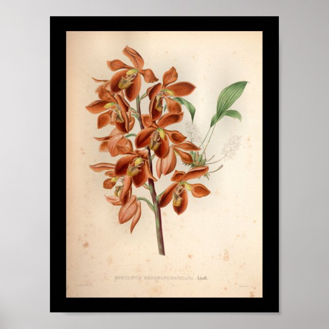 1860 Vintage Orchid Flower Print Red (Front)