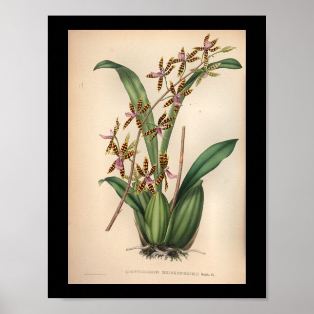 1860 Vintage Orchid Flower Print Red Striped (Front)