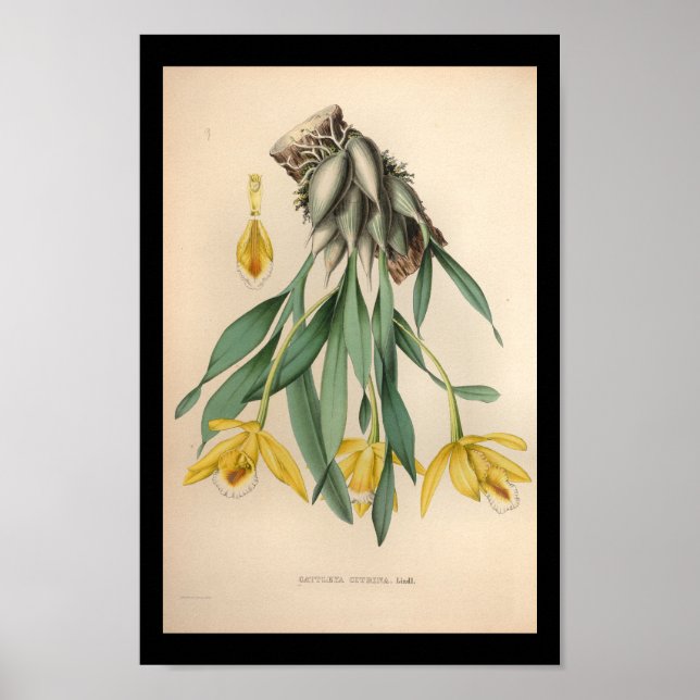 1860 Vintage Orchid Flower Print Yellow (Front)
