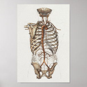 1867 Aorta Skeleton Vintage Anatomy Print