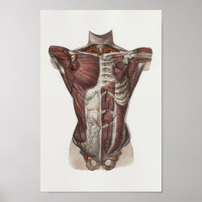 1867 Chest Muscles Vintage Anatomy Print (Front)