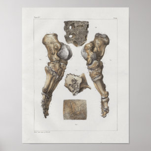 1867 Foot Ankle Bones Vintage Anatomy Print