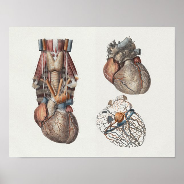 1867 Human Heart Vintage Anatomy Print (Front)
