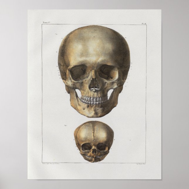 1867 Human Skull Vintage Anatomy Print (Front)