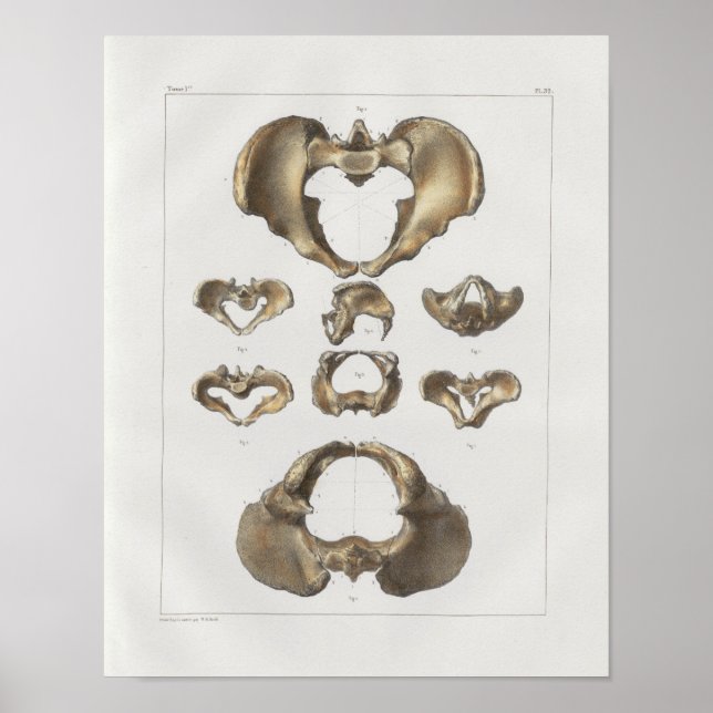 1867 Pelvic Bones Vintage Anatomy Print (Front)