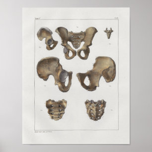 1867 Pelvic Bones Vintage Anatomy Print