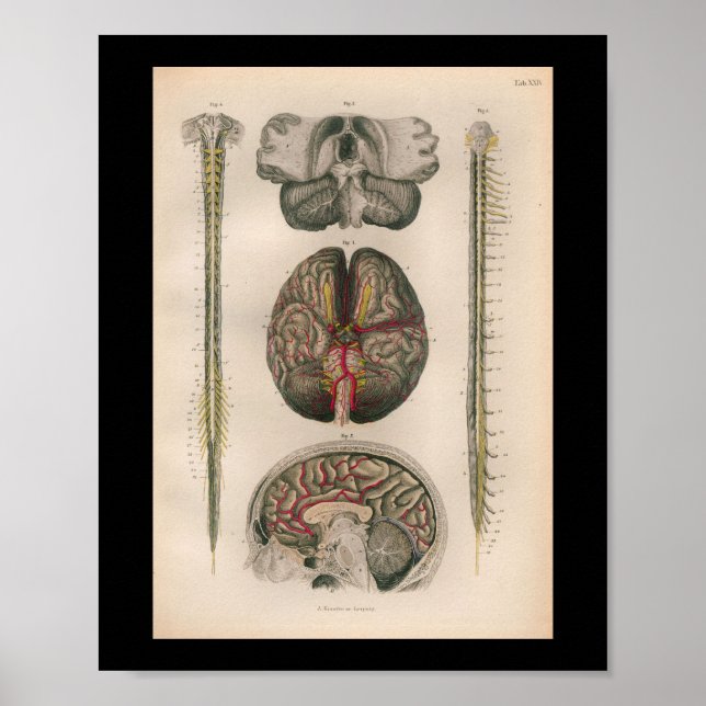 1879 Vintage Bock Anatomy Print Brain Spine (Front)