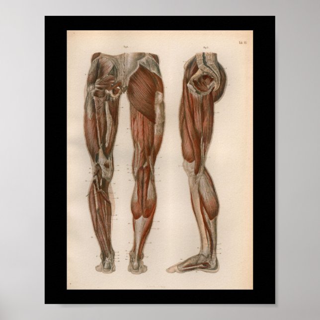 1879 Vintage Bock Anatomy Print Leg Muscles (Front)