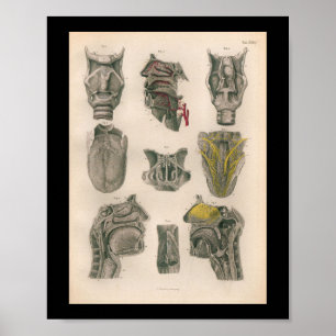 1879 Vintage Bock Anatomy Print Nose Throat