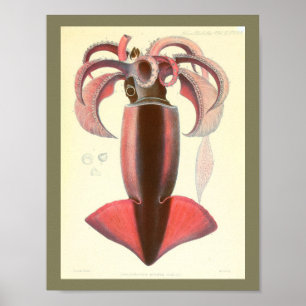 1881 Vintage Colour Squid Art Print