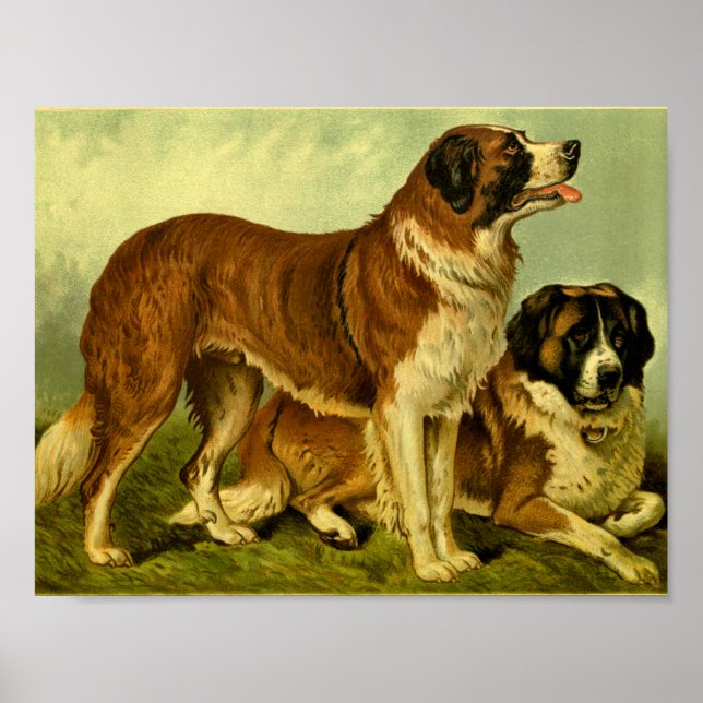 1881 Vintage St. Bernards Print (Front)