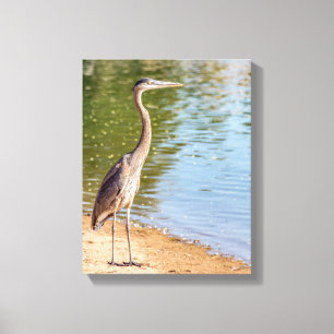 1884-Great Blue Heron Canvas Print
