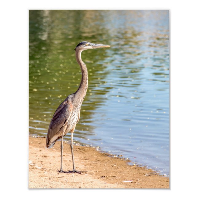 1884-Great Blue Heron Photo Print (Front)
