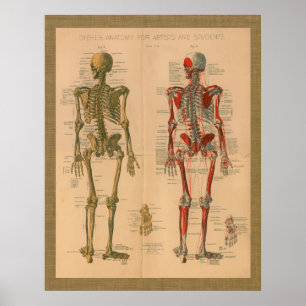 1888 Skeleton Muscle Anatomy Vintage Poster