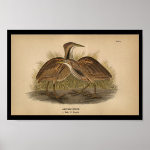 1890 Bird Print American Bittern