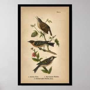1890 Bird Print Carolina Wren