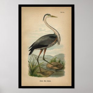 1890 Bird Print Great Blue Heron