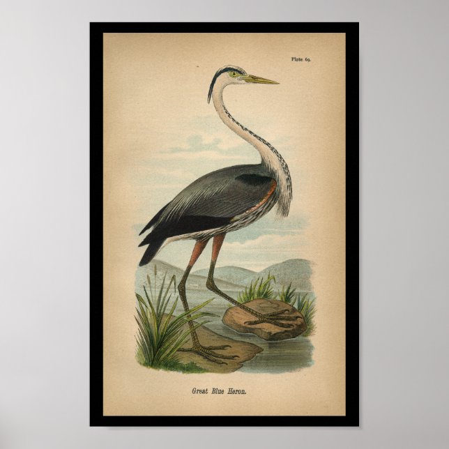 1890 Bird Print Great Blue Heron (Front)