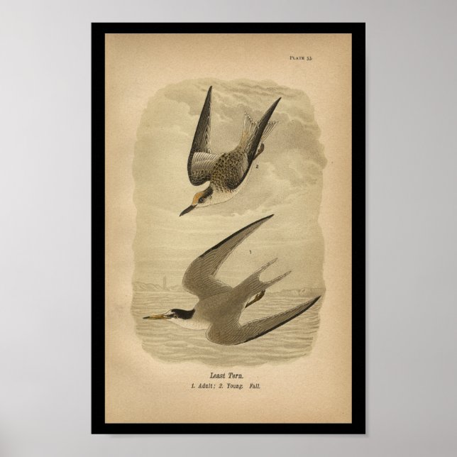 1890 Bird Print Least Tern (Front)