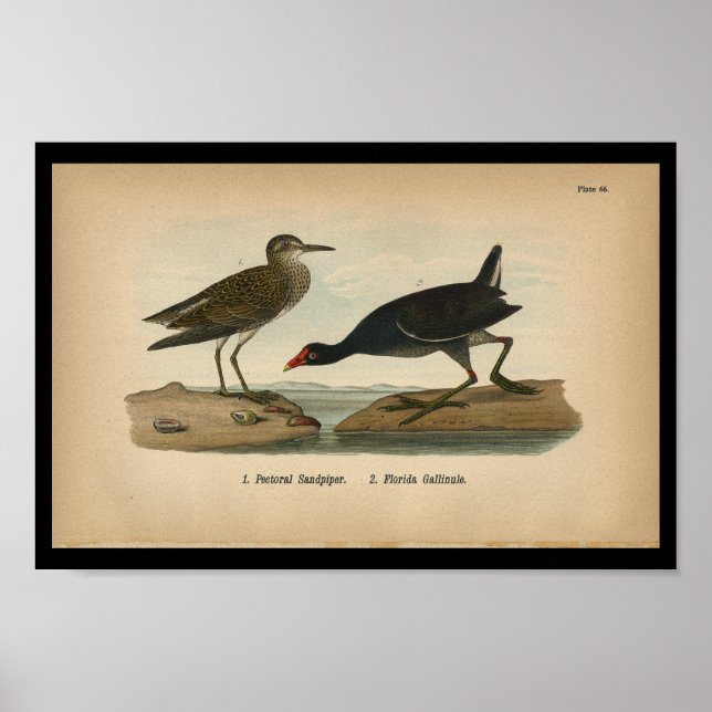 1890 Bird Print Pectoral Sandpiper (Front)