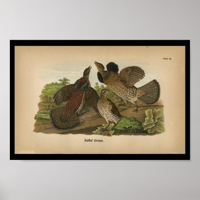 1890 Bird Print Ruffed Grouse (Front)