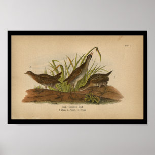 1890 Bird Print Sora Common Rail