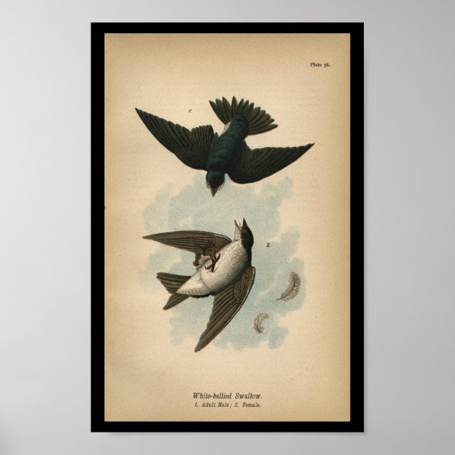 1890 Bird Print White-bellied Swallow (Front)