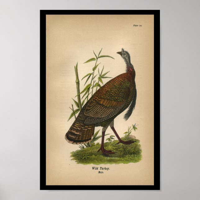 1890 Bird Print Wild Turkey (Front)