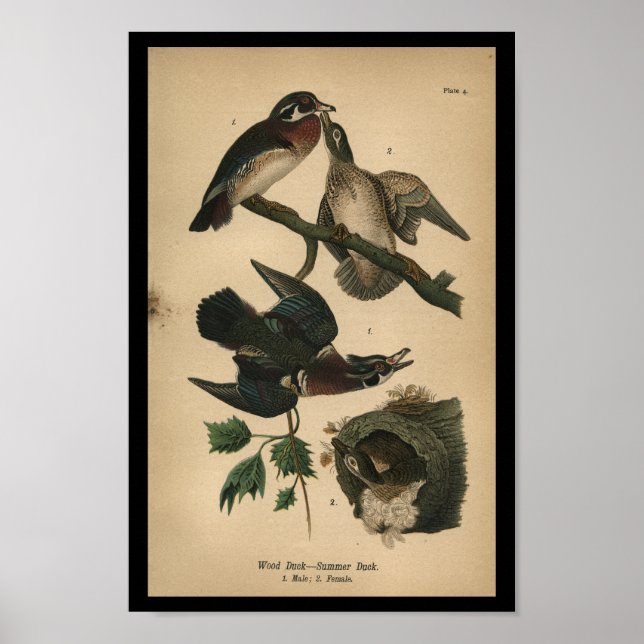 1890 Bird Print Wood Duck (Front)