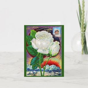 1890s rose catalog illustration White Rose Note Card
