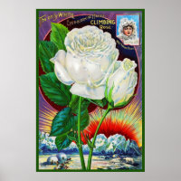 1890s rose catalog illustration White Rose