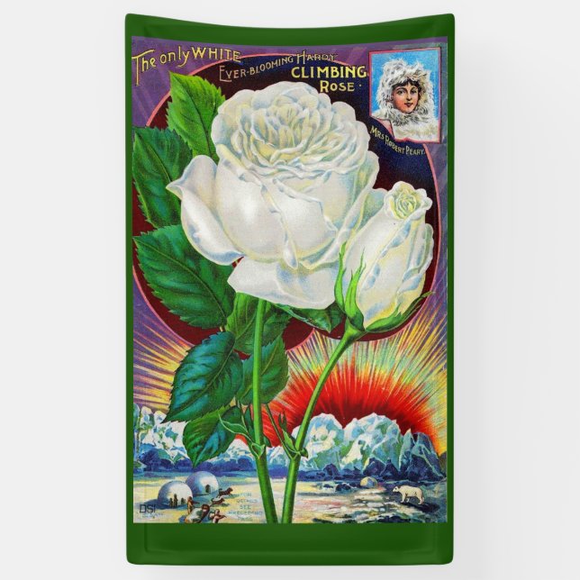1890s rose catalogue illustration White Rose Banner (Vertical)