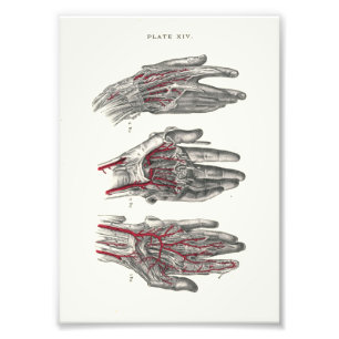 1895 Human Anatomy Print Hands