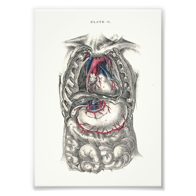 1895 Human Anatomy Print Heart (Front)